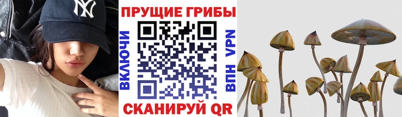 как найти закладки  Балашиха  Псилоцибиновые грибы ЛСД 